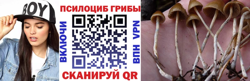 Купить  Анжеро-Судженск  Псилоцибиновые грибы Psilocybe 
